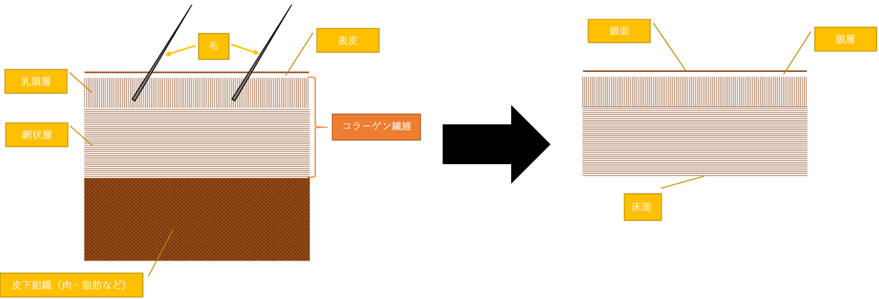 皮から革へ